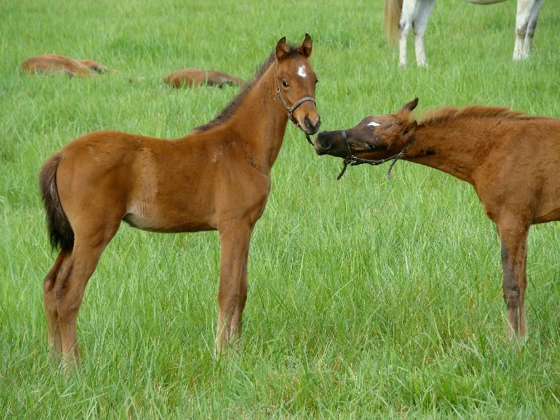 Haras de Thouars